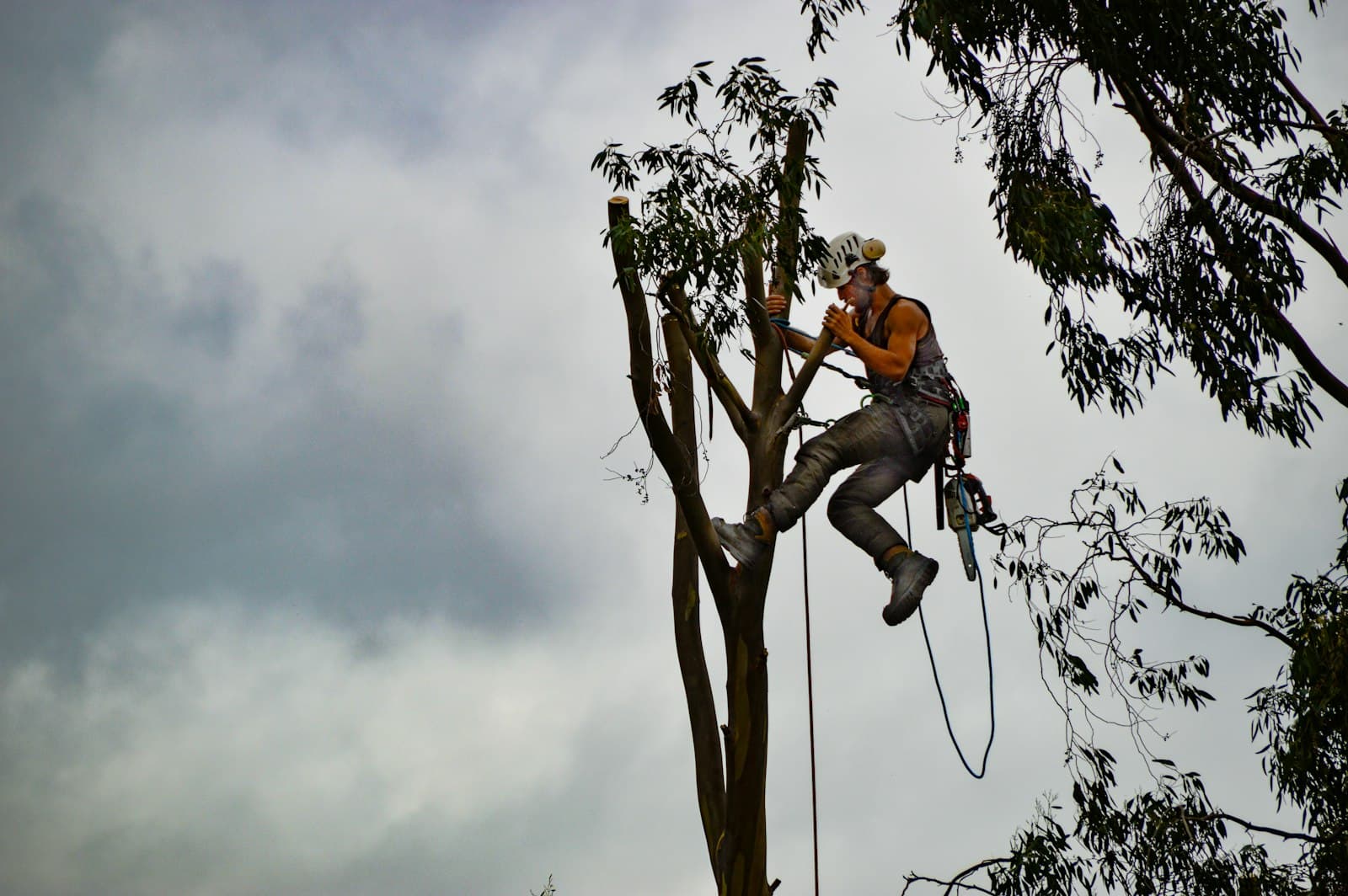 Arborist i arbete uppe i ett träd